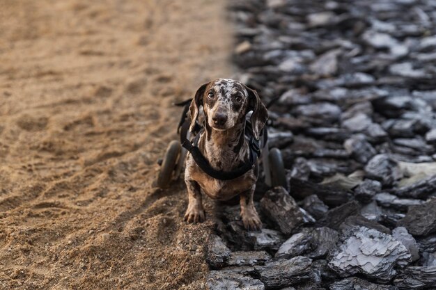 写真 車椅子に乗った犬が砂と樹皮の間に立ち、カメラをのぞき込む