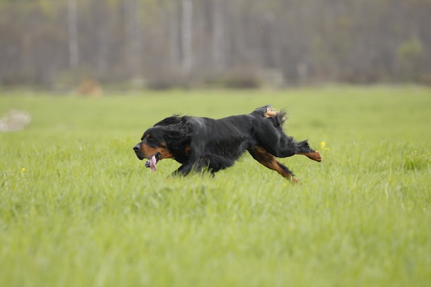 写真 犬は緑の草の上を走る