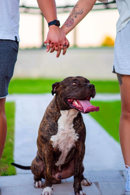 写真 犬が座っており、飼い主はその上で手をつないでいます