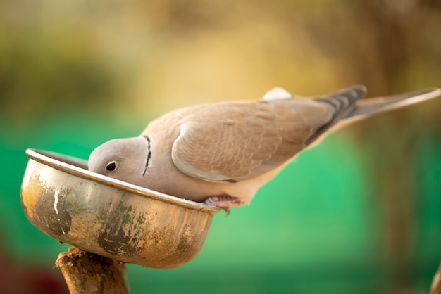 写真 動物園でボウルに座ってナッツを食べる鳩