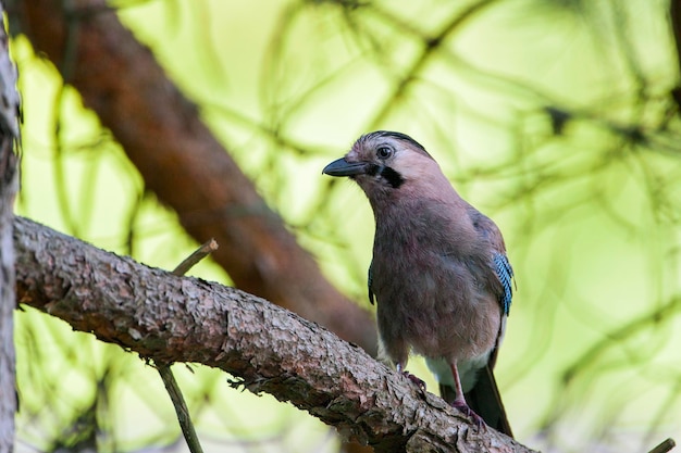 カケスはカラス科のスズメ目の鳥の一種です。