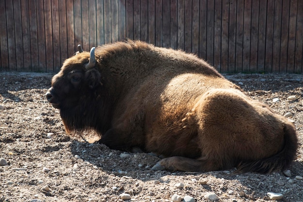 사진 european bison은 동물원의 새장에 있습니다.