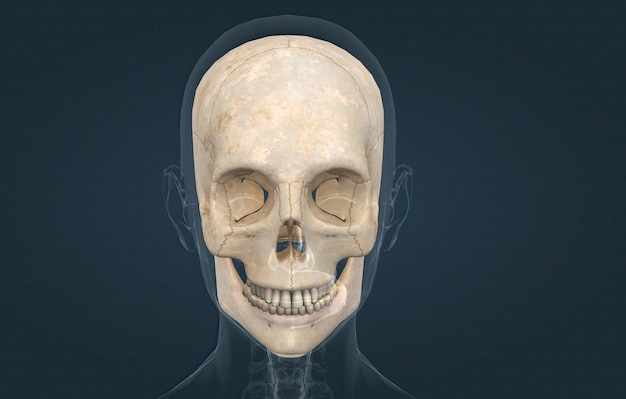 写真 女性の頭蓋骨は、脳を保護する骨の空洞です