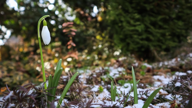 Фото Первый подснежник galanthus nivalis из-под снега в саду в весенний солнечный день