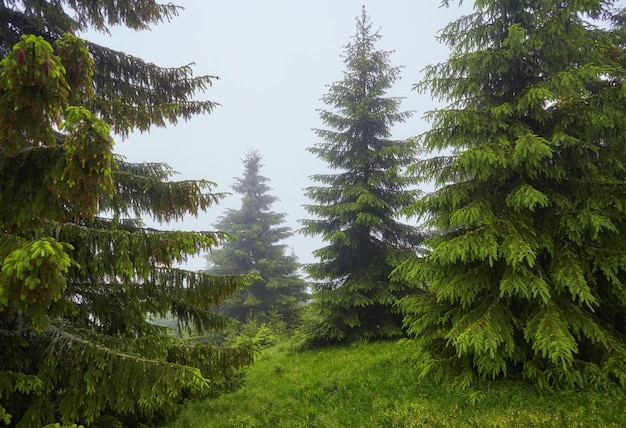 Фото Еловый лес в тумане