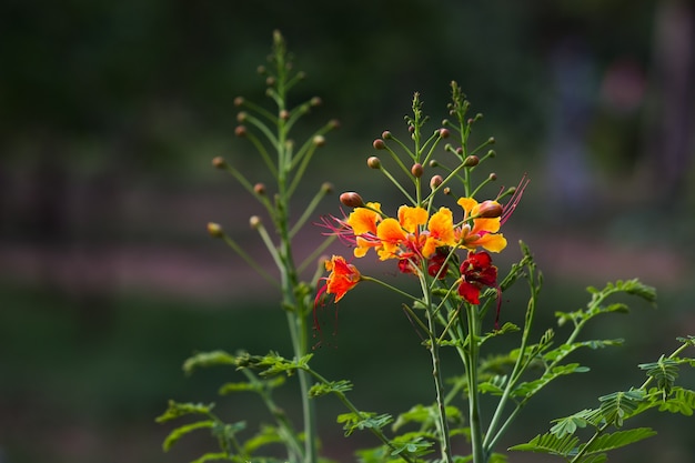 フレイムツリーロイヤルポインシアナデロニックスレジアは、開花計画の明るいオレンジ色の花の種です