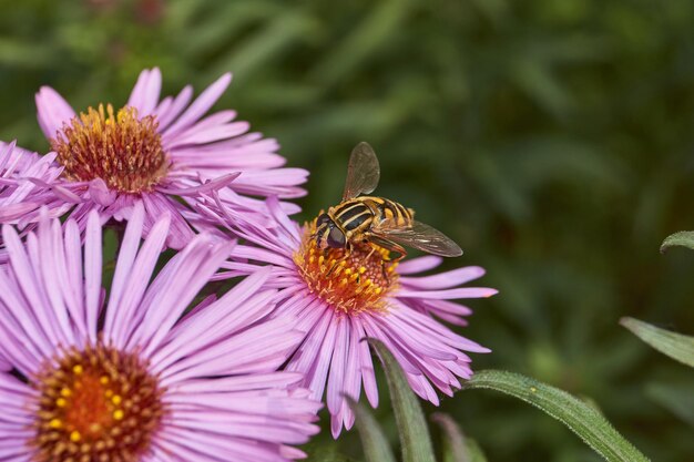 写真 ニワトリが花の花から花蜜と花粉を集める 秋の花束