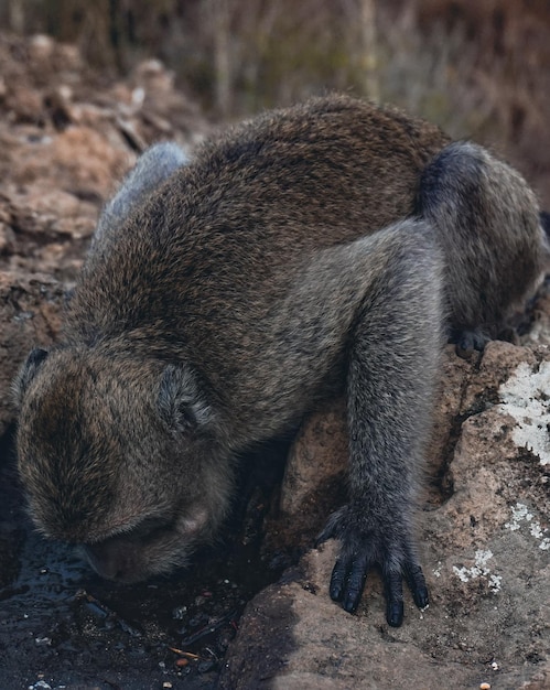 写真 森の猿は水を飲んでいる