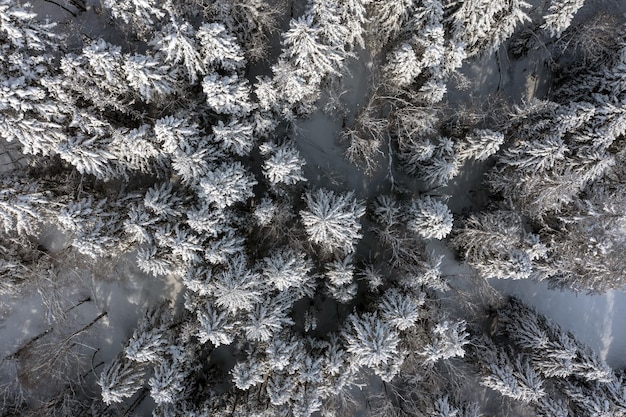 写真 山頂の凍った木々は白い雪に覆われている凍るような晴れた12月