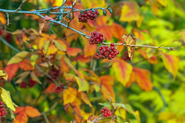 Фото Плод ароматного сумака, известный как rhus trilobata плод съедобный и вкусный