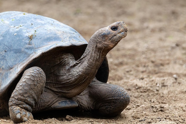 写真 ガルパゴスゾウガメまたはガルパゴスゾウガメ、chelonoidis niger、カメ