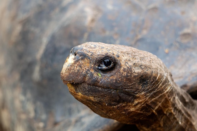 写真 ガルパゴスゾウガメまたはガルパゴスゾウガメ、chelonoidis niger、カメ