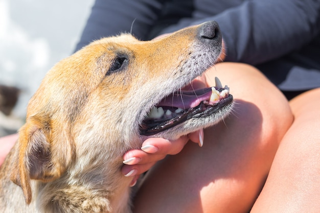 写真 女の子は小さな雑種犬を愛撫します。動物への愛の現れ