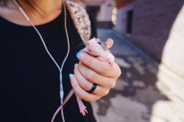 写真 女の子は若い家畜のネズミを手で抱いており ⁇ ペットは豚です ⁇