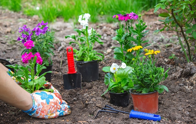 写真 女の子は花壇に花を植えます。セレクティブフォーカス