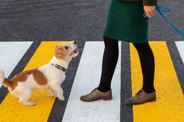 Девушка учит собаку переходить пешеходный переход