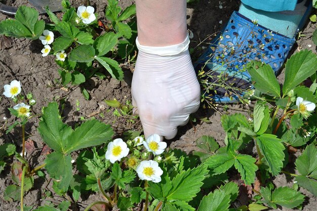 写真 女の子は庭で雑草を抜いて働いています