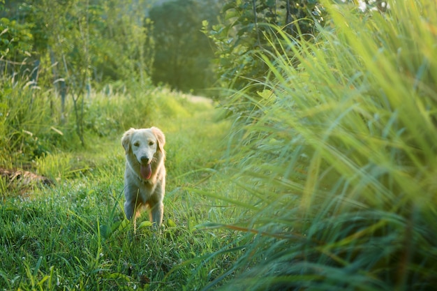 写真 飼い主を探しているゴールデンレトリバー犬。庭で楽しく。