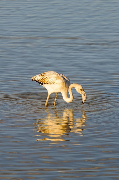 사진 그레이터 플라밍고(phoenicopterus roseus)는 플라밍고 과에서 가장 널리 퍼진 종입니다.