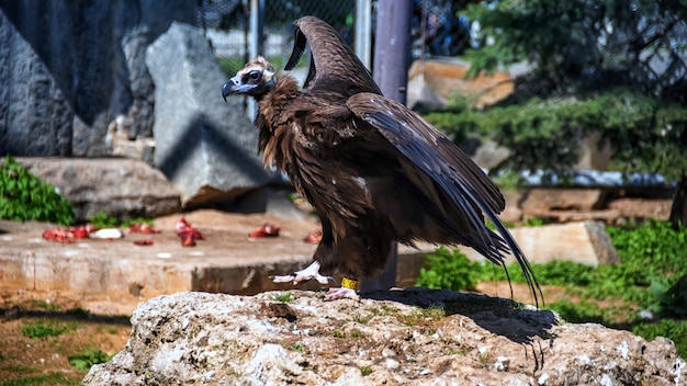 Стервятник (gyps fulvus) - крупный стервятник старого света в зоопарке.