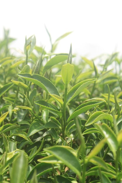 写真 茶の木の成長と発達は,茶葉の質に関連しています.