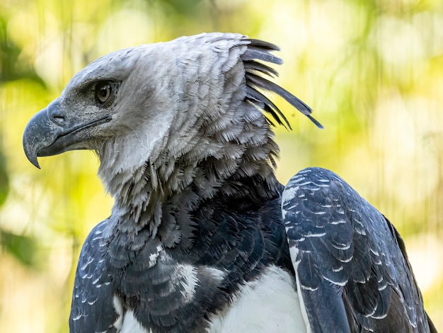 녹색 자연 보케를 배경으로 한 Harpy Eagle(harpia Harpyja).