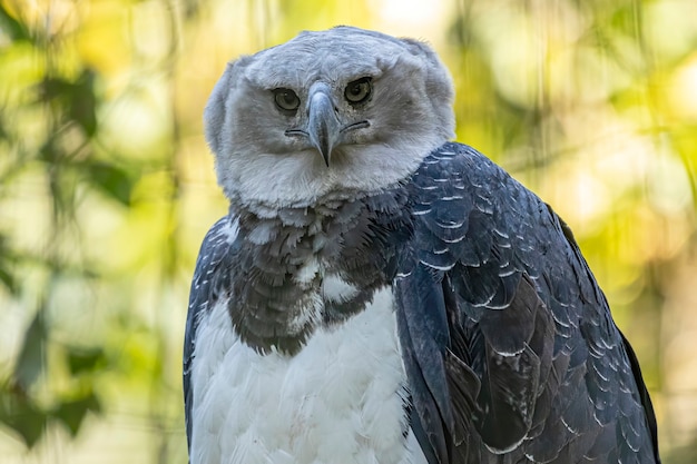 녹색 자연 보케를 배경으로 한 Harpy Eagle(harpia Harpyja).