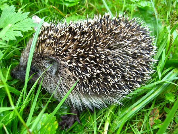 写真 草の中のハリネズミ