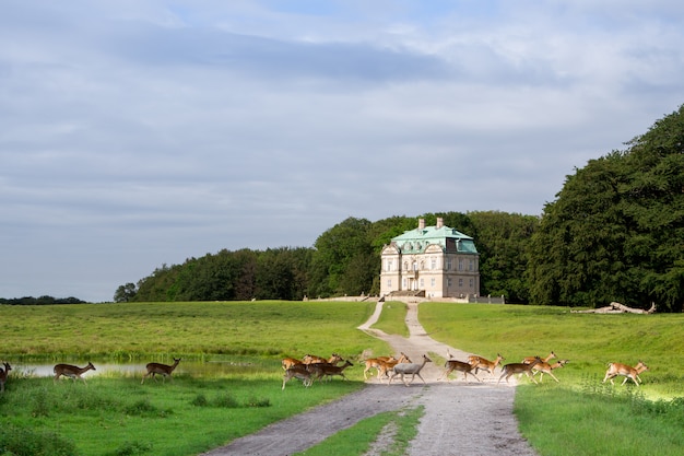 Фото Эрмитаж, королевский охотничий домик в клампенборге, дания. dyrehaven - это лесопарк к северу от копенгагена