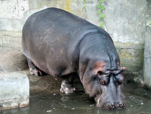 写真 カバはコンクリートのプールで水に入る