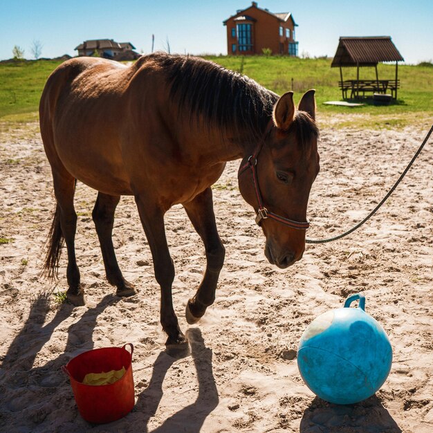 Фото Лошадь резвится и играет на природе