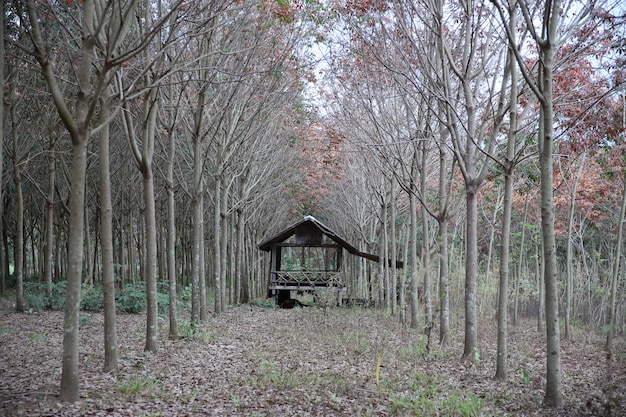 写真 小屋はゴム製木農場に囲まれて建てられています