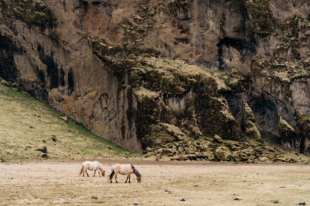 アイスランドの馬は、アイスランドで育った馬の品種で、2頭のクリーム色の馬が