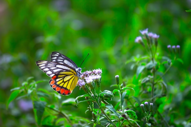 春の季節に花の植物で休むインドのイザベル蝶