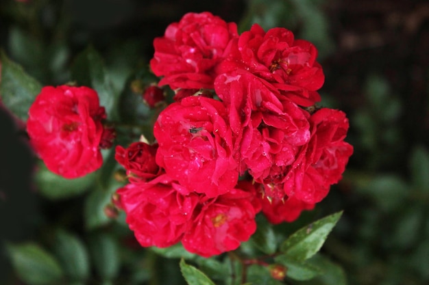 Фото Соцветие ярких алых роз в ботаническом саду встречает лето
