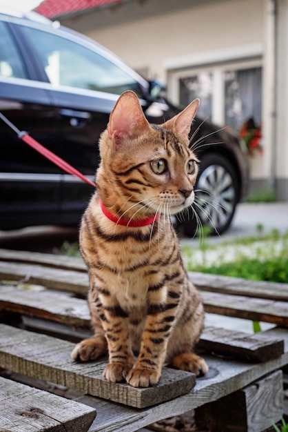 写真 子猫は家の前のひもにつないで座っています。散歩のための猫