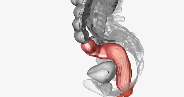 写真 大腸の最後の 2 つのセクションは s 状結腸と直腸です