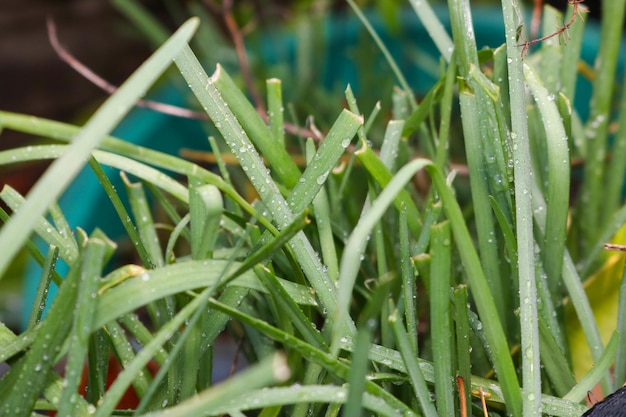 写真 成長しているネギの葉は新鮮で食欲をそそるように見えます庭に植えてください