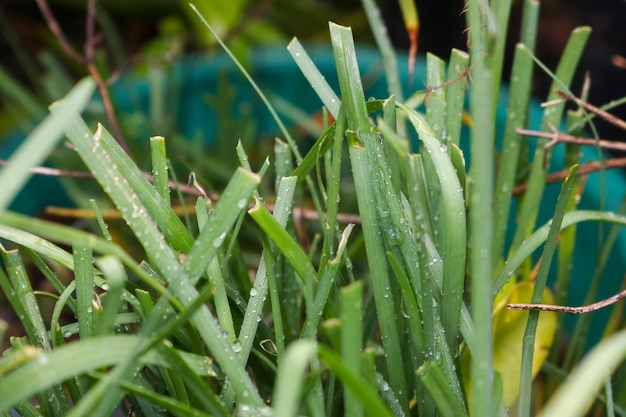 写真 成長しているネギの葉は新鮮で食欲をそそるように見えます庭に植えてください