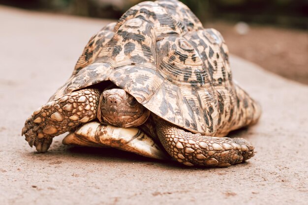 写真 レオパードカメやカメを近づける