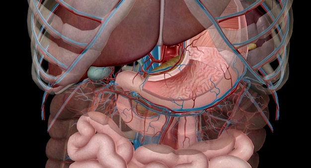 Фото Меньшая кривизна желудка обеспечивается левой и правой желудочными эритрами.