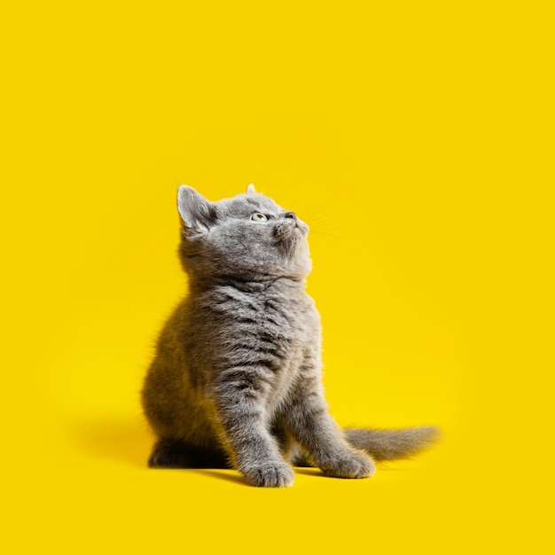 Маленький серый котенок смотрит на желтый фон