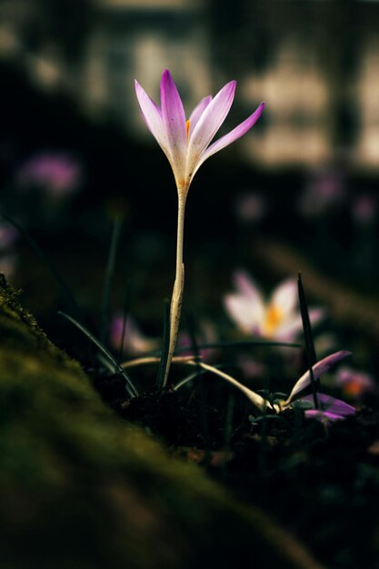 写真 蓮の花は深い文化を持っています