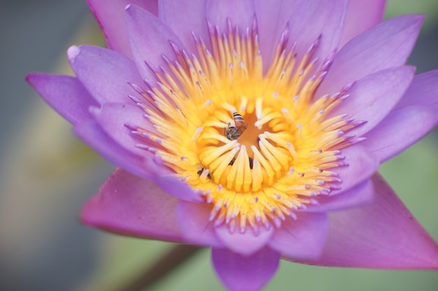 写真 蓮の花粉は昆虫の間で人気があります