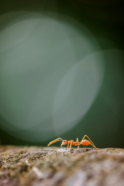 写真 木に赤い織工の蟻のマクロのクローズアップ。