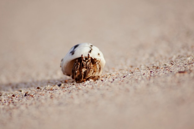 Фото Макро фото краба-отшельника на песчаном пляже