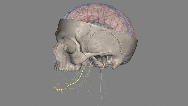 Фото Маргинальная челюстная ветвь лицевого нерва возникает из лицевого нерva cn vii в паротидной железе в паротидном сплетении