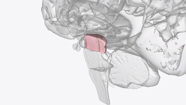 Фото Средний мозг - самая маленькая часть ствола мозга примерно на 15 см и его самая черепная структура