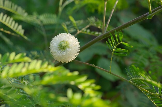 写真 ミモザの花が ⁇ いています