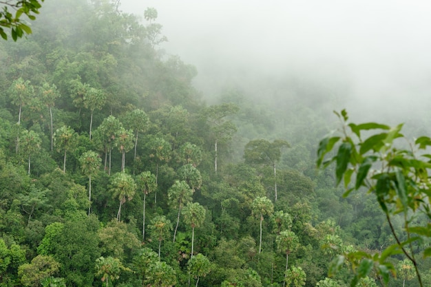 写真 朝の緑の山の霧 タイの山の早朝